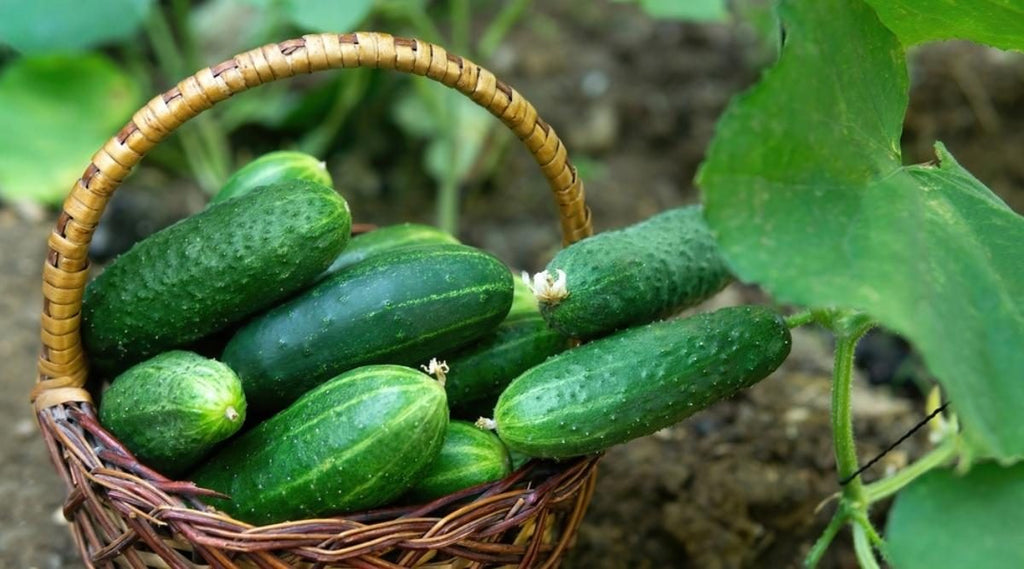Cucumber 1kg - GroceriesToGo Aruba | Convenient Online Grocery Delivery Services