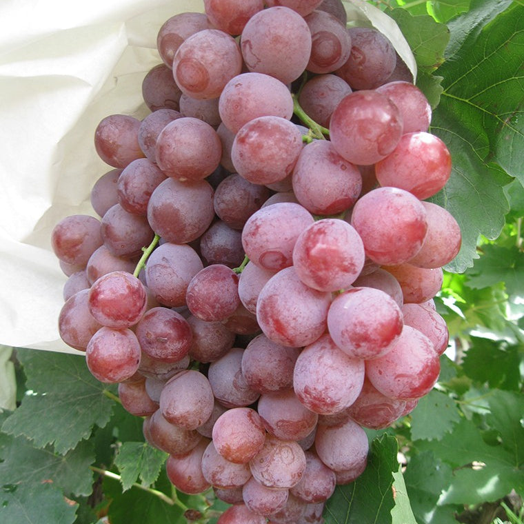 Grapes Red Globe 1kg - GroceriesToGo Aruba | Convenient Online Grocery Delivery Services